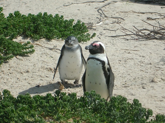 African penguins