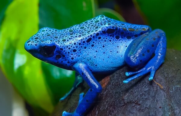 blue poison dart frog