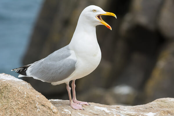 european herring gull