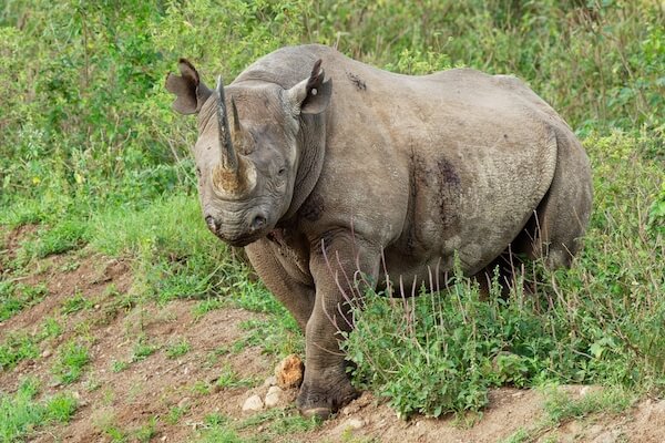 kenya black rhino