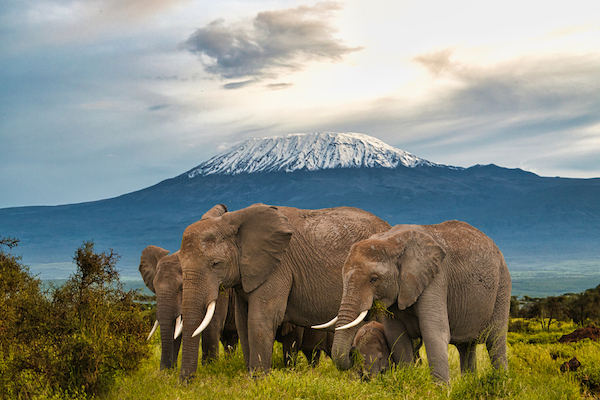 kenya amboseli elephants