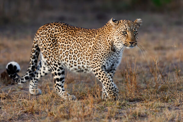 kenya leopard