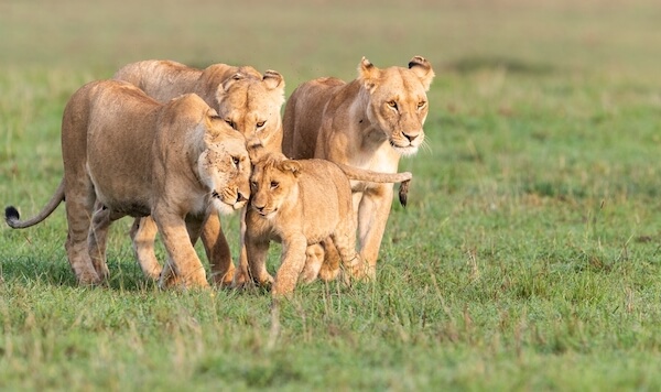 kenya lions