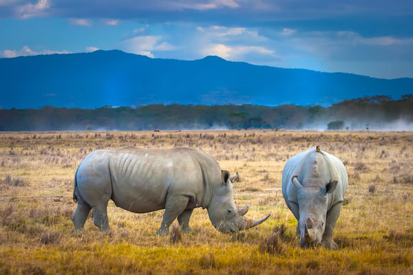 kenya white rhino