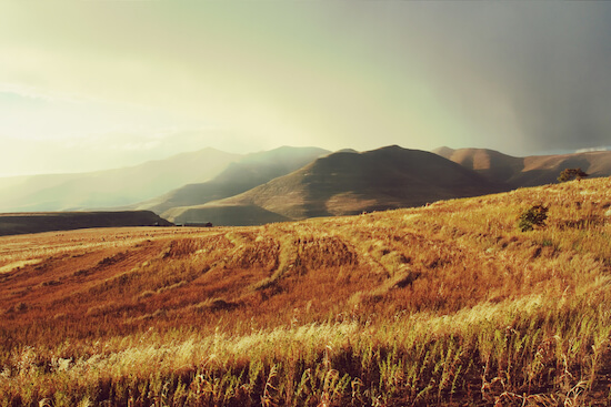 Maloti mountains wheat field