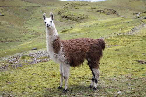 llama