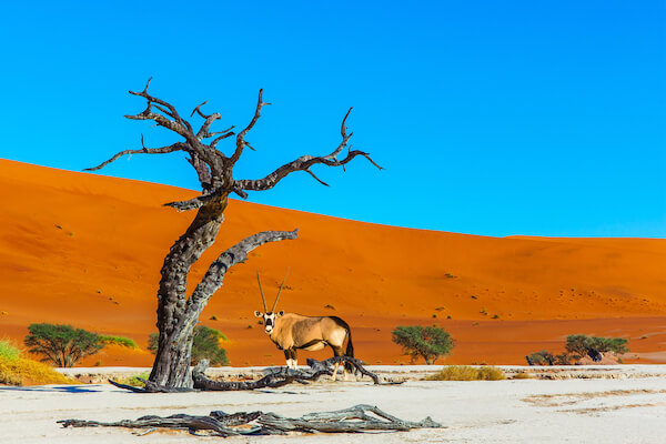 namibia_namib