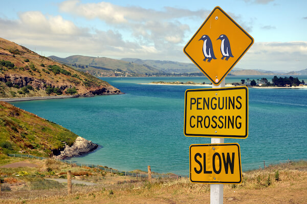 New Zealand street sign pinguin crossing New Zealand Otago penguin sign - image by shutter stock.com