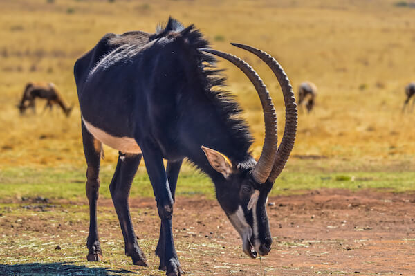 sable antelope sable antelope