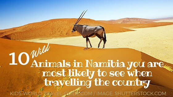 10 animals in namibia