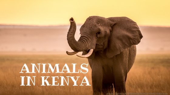 animals kenya tile