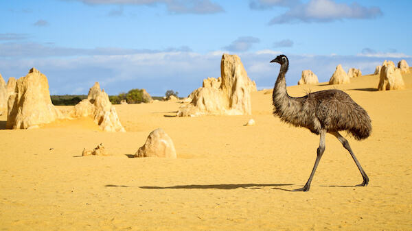 Australian desert with emu Australian desert with emu