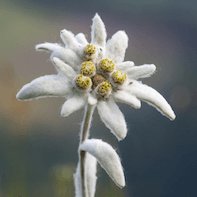 edelweiss flower