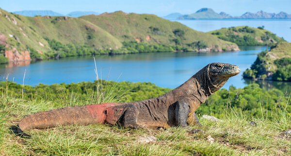 Komodo dragon in Indonesia