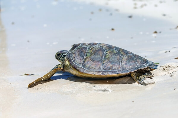 kenya green sea turtle