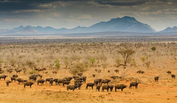 kenya tsavo national park