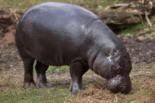 pygmy hippo