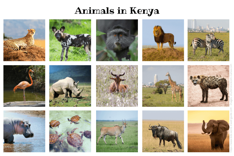 animals in kenya