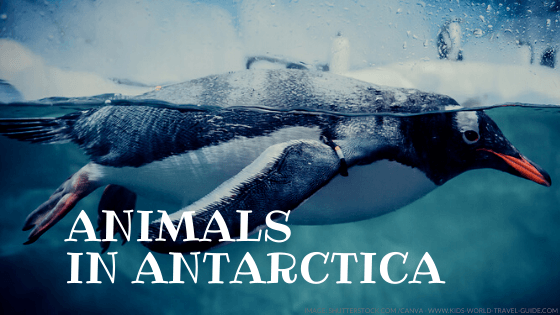 animals in antarctica - kids world travel guide