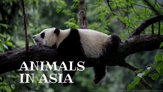 animals in asia - kids world travel guide