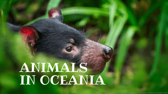 animals in oceania - kids world travel guide