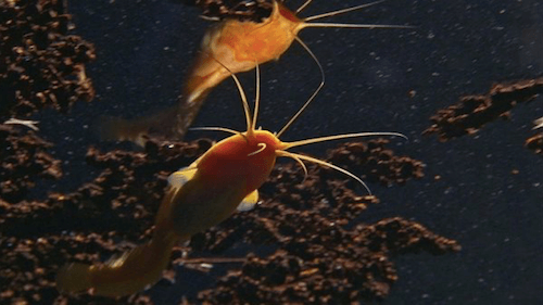 Dragon's Breath Cave